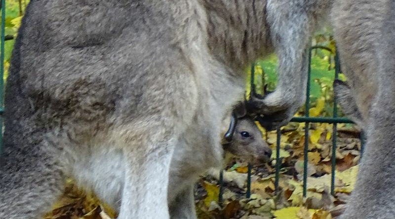 alt-"Tasmanisches Graues Riesenkänguru im Tierpark Berlin"