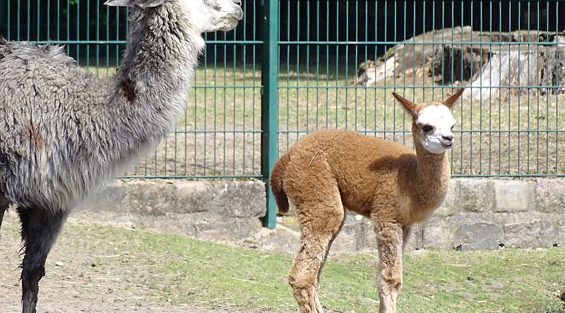Alpaka mit Fohlen im Tierpark Berlin.