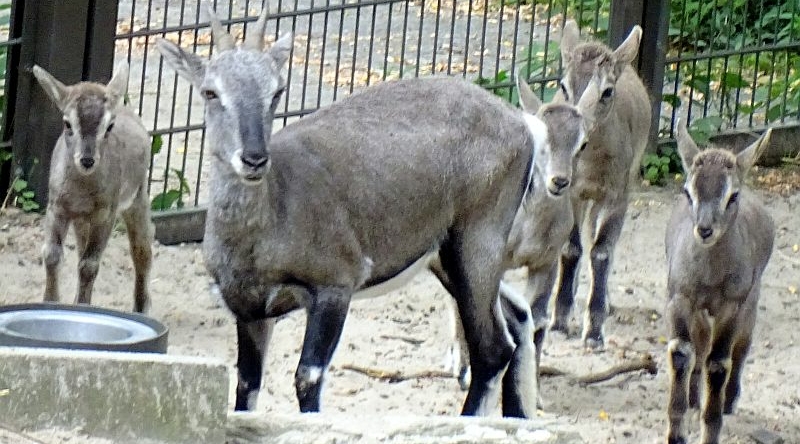 alt-"Blauschaf - Bharal - Aktuelles Tierpark Berlin und Zoo Berlin - Freunde Hauptstadtzoos - Förderverein"