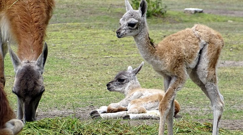 Zwei Jungtiere bei den Guanakos im Tierpark Berlin.