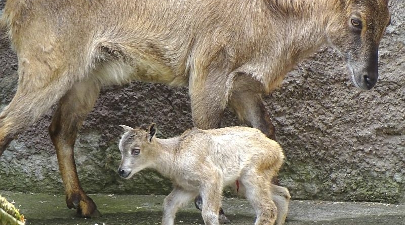 Himalaya-Tahr - Jungtier -  Aktuelles Tierpark Berlin und Zoo Berlin - Freunde Hauptstadtzoos - Förderverein