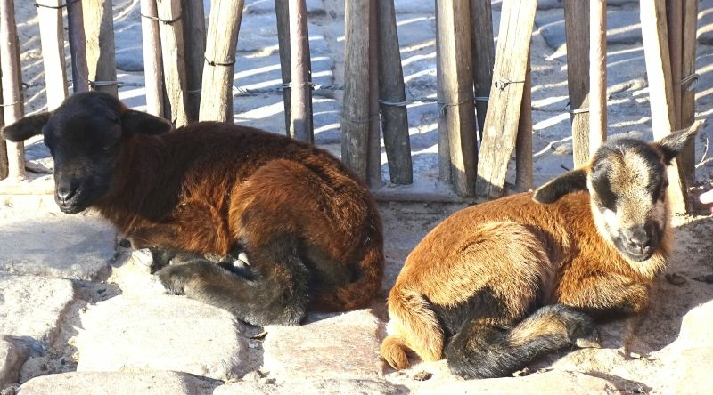 Kamerunschaf - Jungtier -  Aktuelles Tierpark Berlin und Zoo Berlin - Freunde Hauptstadtzoos - Förderverein