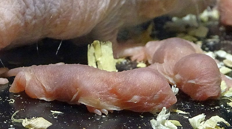 Zwei Nacktmull-Jungtiere im Tierpark Berlin