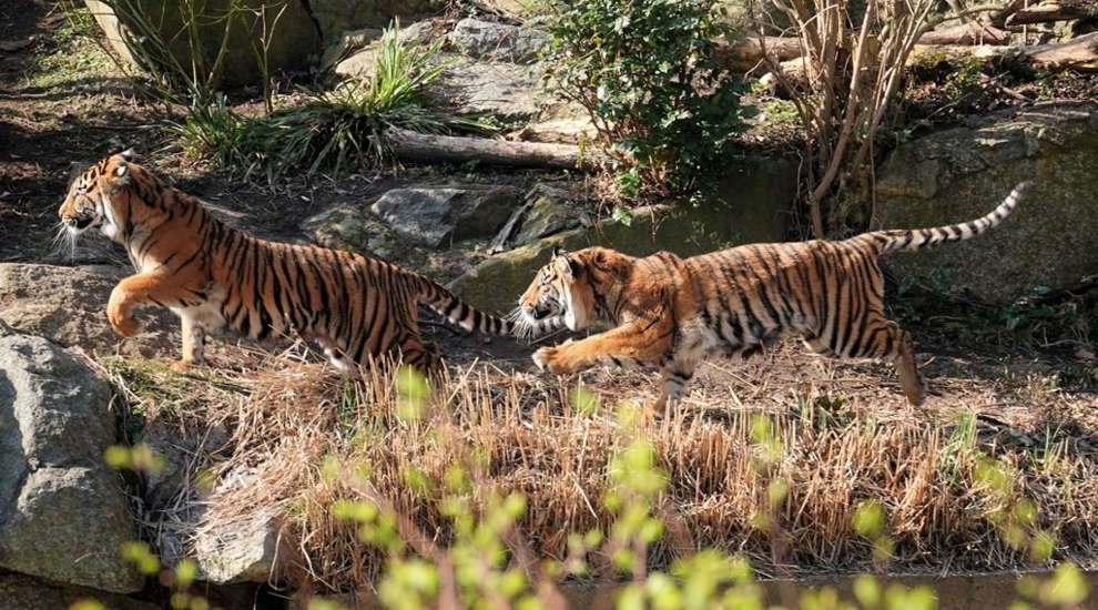 alt-"Sumatra-Tiger -  Aktuelles Tierpark Berlin und Zoo Berlin - Freunde Hauptstadtzoos - Förderverein"