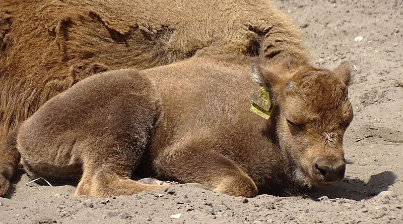 Wisent-Kalb im Tierpark Berlin.