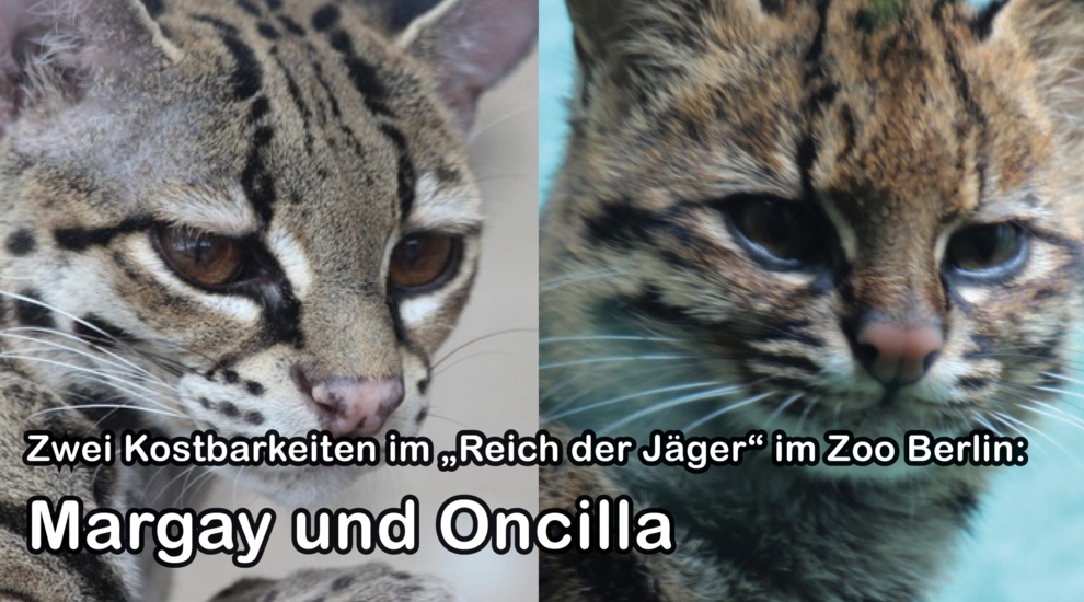 Magay - Oncilla - Kleinkatzen - Zoo Berlin - Aktuelles - Freunde Hauptstadtzoos - Förderverein
