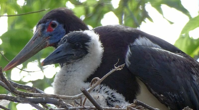 alt-"Abdimstorch -  Aktuelles Tierpark Berlin und Zoo Berlin - Freunde Hauptstadtzoos - Förderverein"