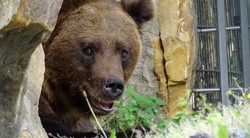 alt-"Braunbär-Brüder -  Aktuelles Tierpark Berlin und Zoo Berlin - Freunde Hauptstadtzoos - Förderverein"