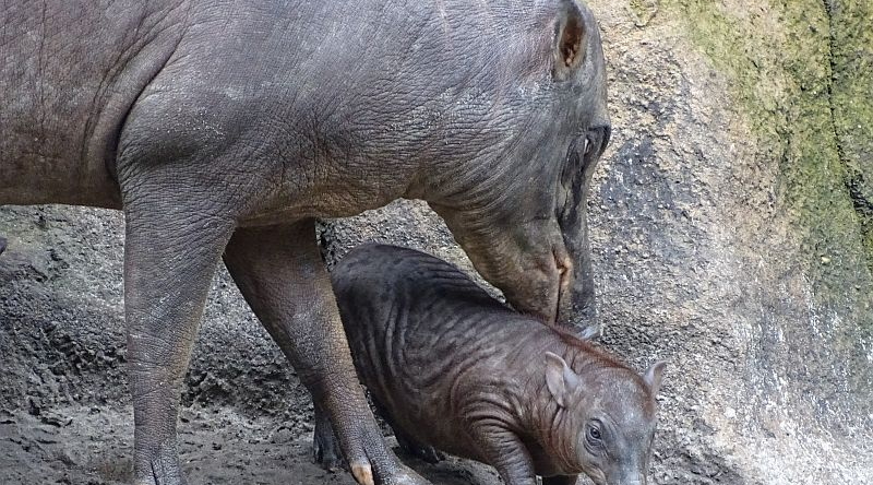 Hirscheber mit Jungtier im Tierpark Berlin