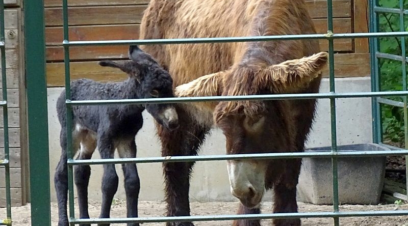 alt-"Poitou-Esel mit Jungtier -  Aktuelles Tierpark Berlin und Zoo Berlin - Freunde Hauptstadtzoos - Förderverein"