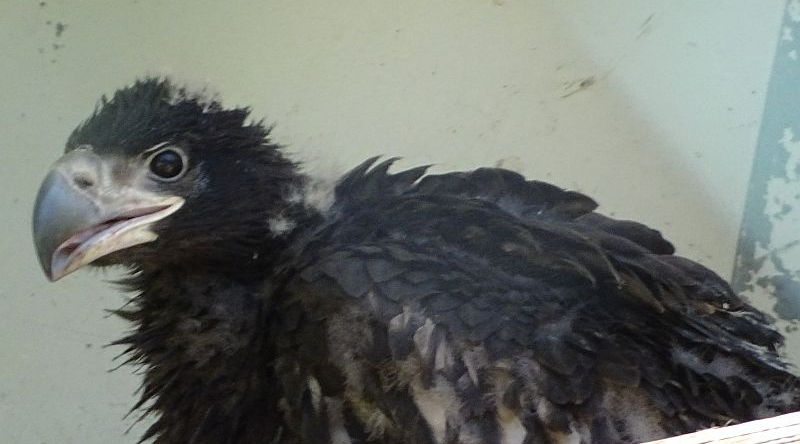 Junger Riesenseeadler im Tierpark Berlin.