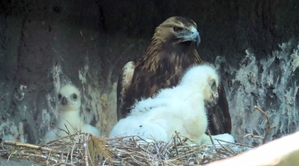 Zwei Jungvögel bei den Steinadlern im Zoo Berlin geschlüpft - Freunde Hauptstadtzoos