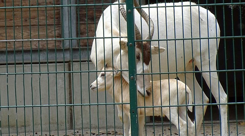 Addax-Antilope - Mendesantilope - Jungtier - Aktuelles aus Tierpark Berlin und Zoo Berlin - Freunde Hauptstadtzoos - Förderverein
