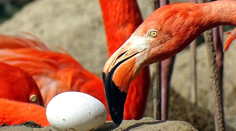 Flamingos - Tierpark Berlin - Aktuelles - Freunde Hauptstadtzoos - Förderverein