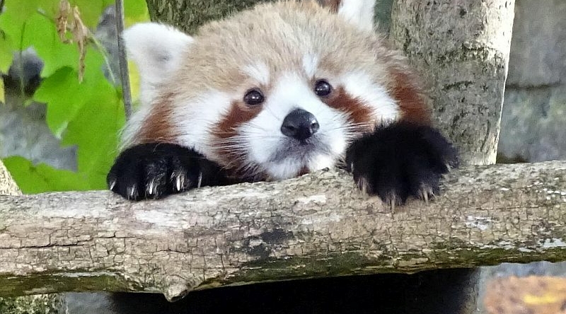 Nachwuchs Roter Panda - Katzenbär - Feuerfuchs - Artenschutz - Aktuelles Tierpark Berlin und Zoo Berlin - Freunde Hauptstadtzoos - Förderverein
