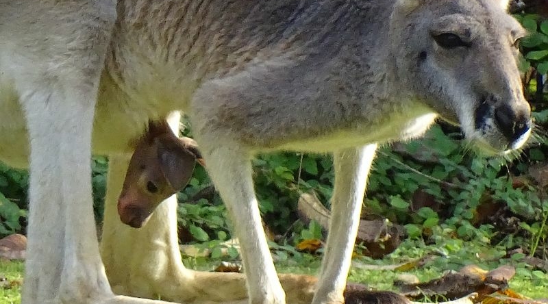 Rotes Riesenkänguru - Jungtier -  Aktuelles Tierpark Berlin und Zoo Berlin - Freunde Hauptstadtzoos - Förderverein