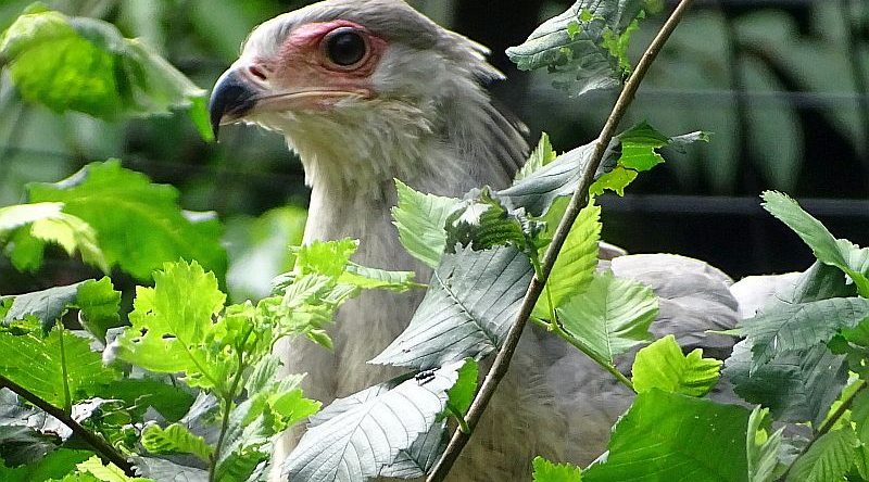 Sekretär-Jungvogel sitzt im Nest im Tierpark Berlin