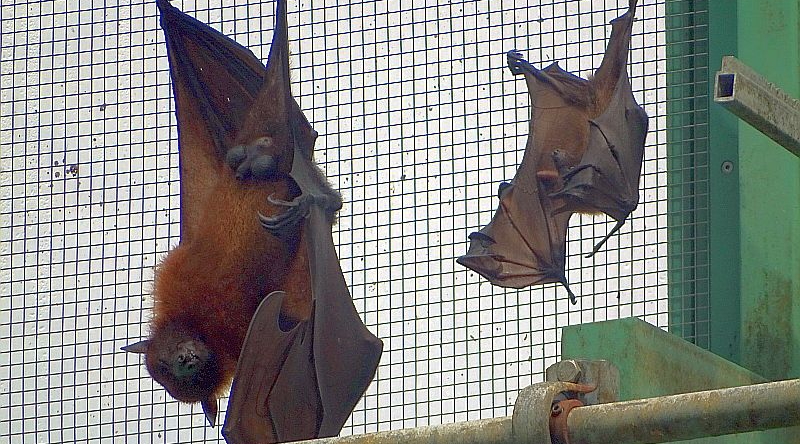 Indischer Flughund mit Jungtier im Tierpark Berlin