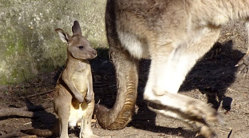 Jungtier bei den Grauen Riesenkängurus im Tierpark Berlin
