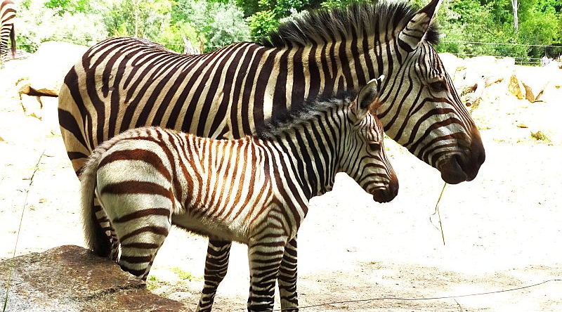 Hartmann-Bergzebra mit Fohlen im Tierpark Berlin.