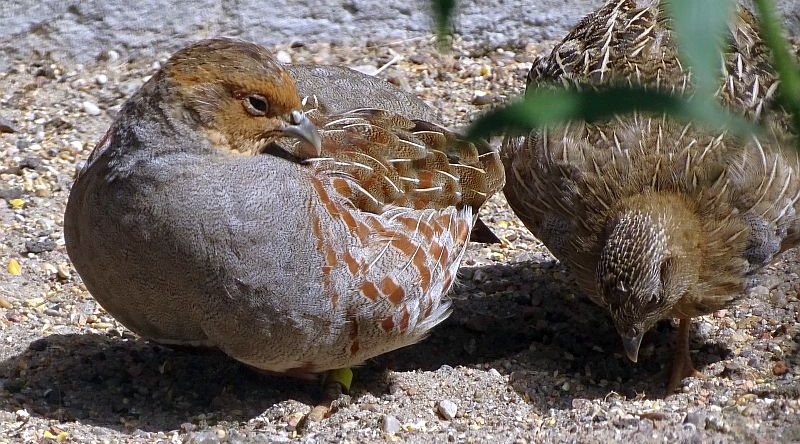 Rebhuhn mit Jungvogel im Zoo Berlin