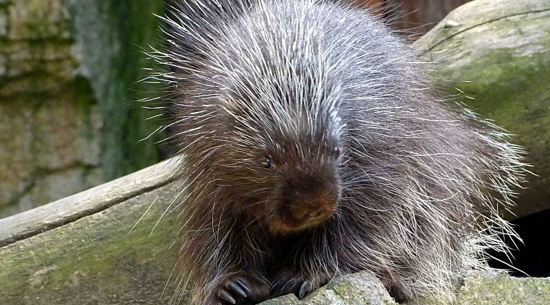 Baumstachler im Tierpark Berlin