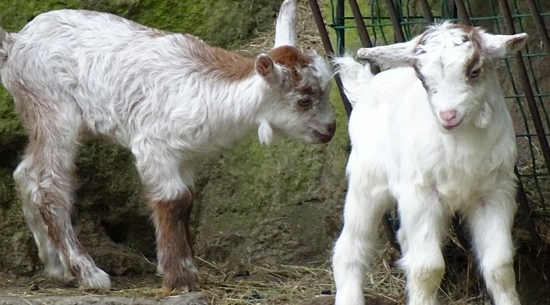 alt-"Girgentana-Ziegen -  Aktuelles Tierpark Berlin und Zoo Berlin - Freunde Hauptstadtzoos - Förderverein"