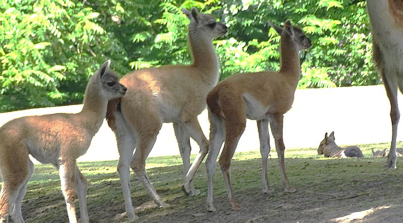 Drei Jungtiere bei den Guanakos im Tierpark Berlin