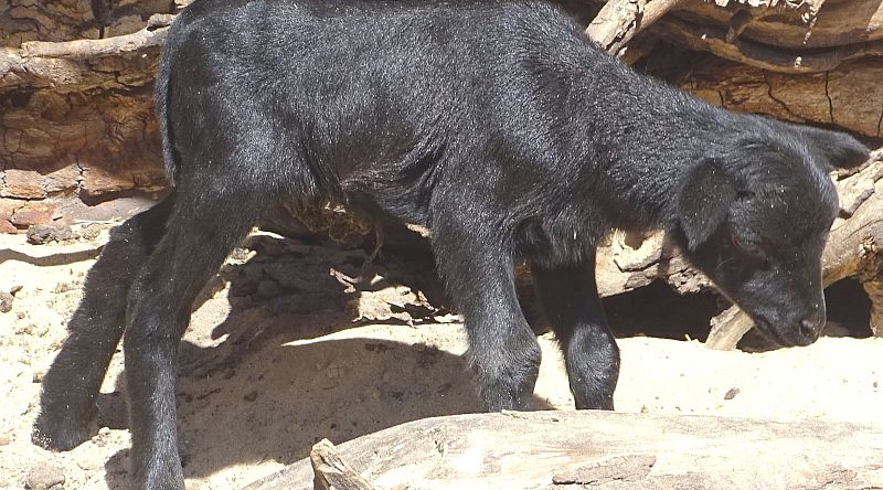 Jungtier bei den Kamerunschafen im Zoo Berlin