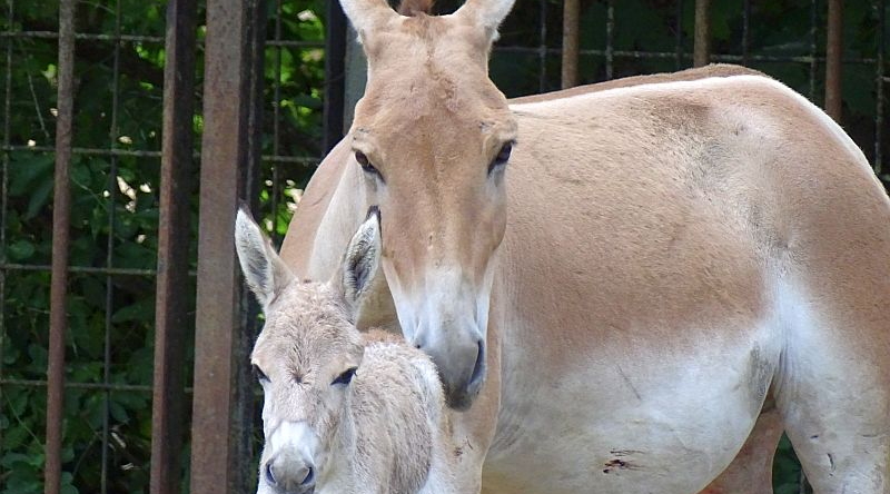 Kulan (Asiatischer Halbesel) mit Jungtier im Tierpark Berlin