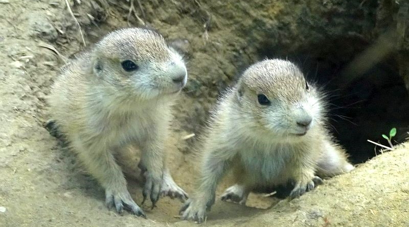 Jungtiere bei den Präriehunden im Tierpark Berlin.