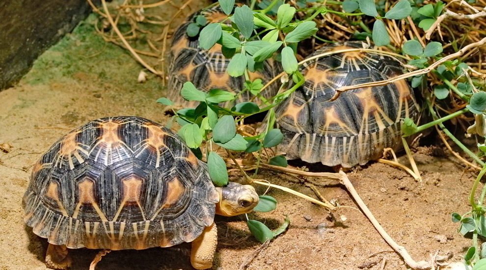 Junge Strahlenschildkröten im Aquarium vom Zoo Berlin