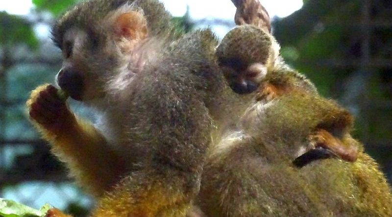 Totenkopfäffchen mit Jungtier auf dem Rücken im Zoo Berlin