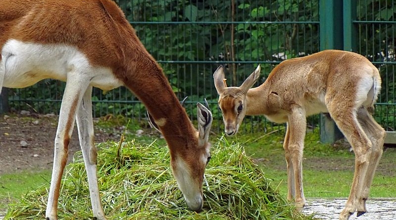 alt-"Mhorrgazelle mit Jungtier -  Aktuelles Tierpark Berlin und Zoo Berlin - Freunde Hauptstadtzoos - Förderverein"