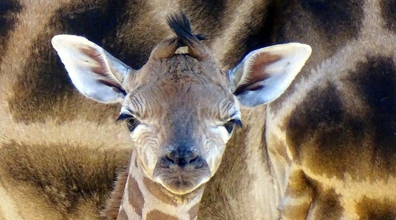 alt-"Rothschild-Giraffe -  Aktuelles Tierpark Berlin und Zoo Berlin - Freunde Hauptstadtzoos - Förderverein"