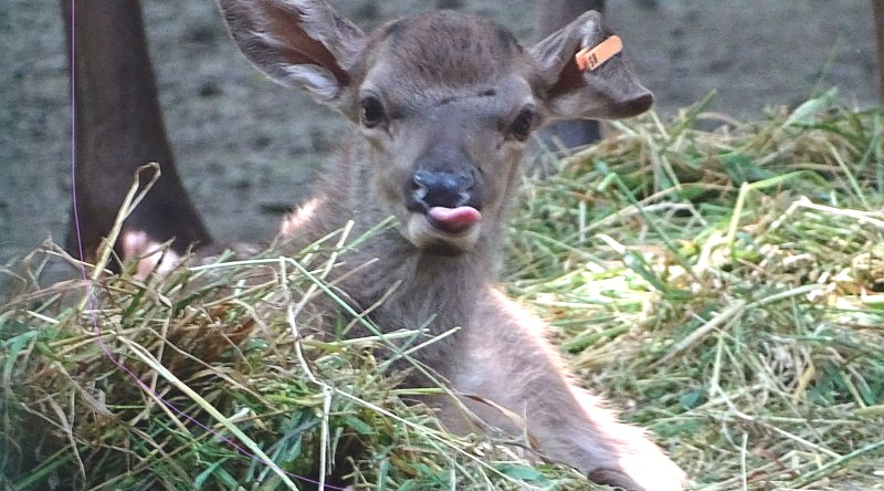 Altai-Maral-Jungtier liegt im Heu im Tierpark Berlin