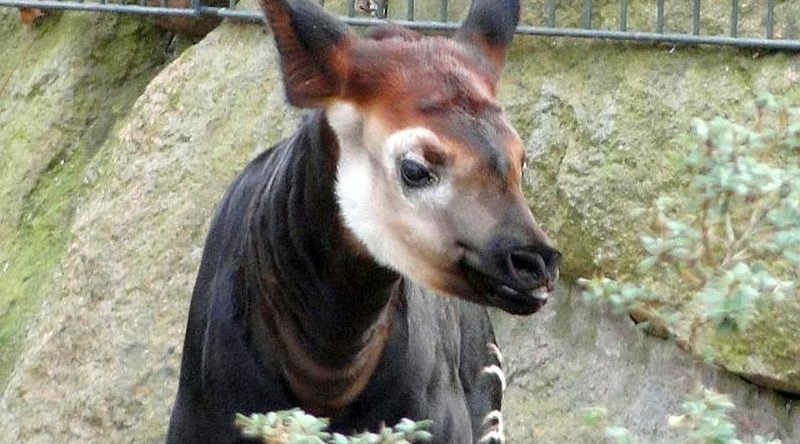 Okapi-Kuh im Zoo Berlin verstorben - Freunde Hauptstadtzoos