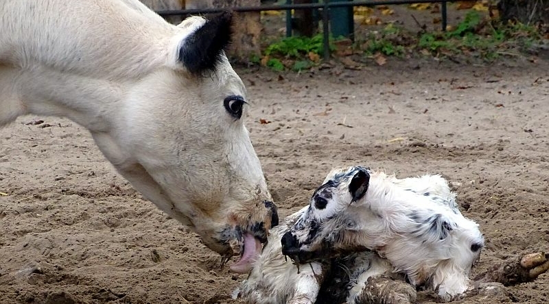 alt-"Fjällrind -  Aktuelles Tierpark Berlin und Zoo Berlin - Freunde Hauptstadtzoos - Förderverein"