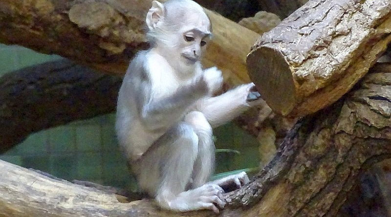Hulman-Jungtier im Zoo Berlin.