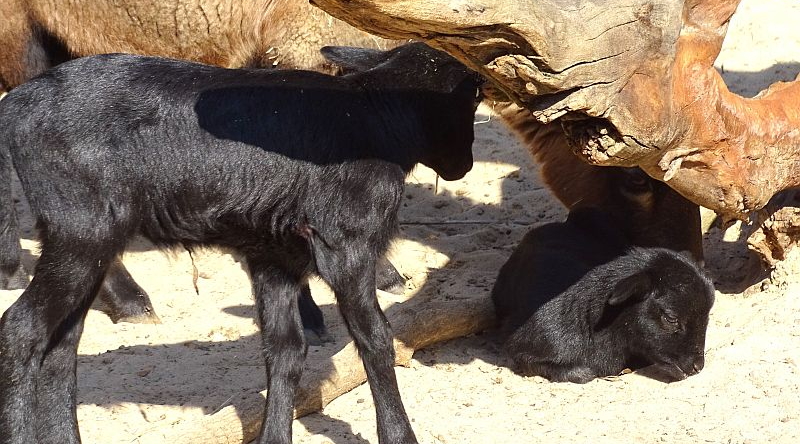 Jungtiere bei den Kamerunschafen im Zoo Berlin