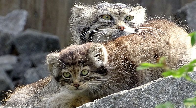 Manul mit Jungtier liegend auf einem Fels im Tierpark Berlin
