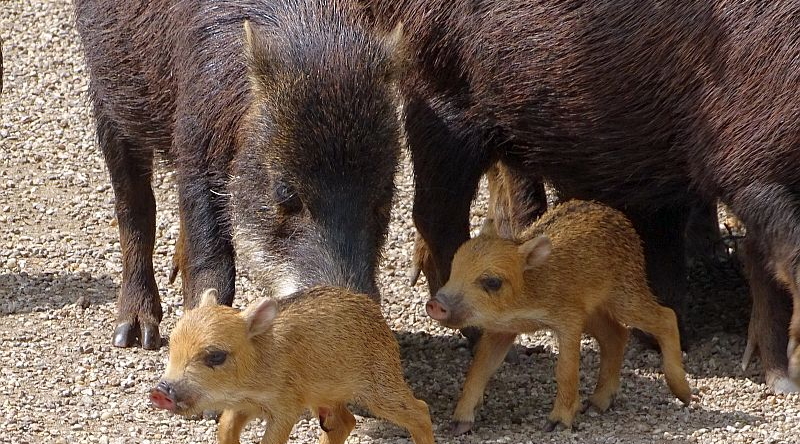 Weißbartpekaris mit zwei Jungtieren im Zoo Berlin.