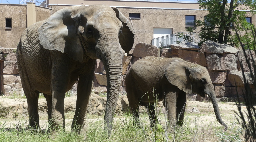 Afrikanische Elefanten im Tierpark Berlin