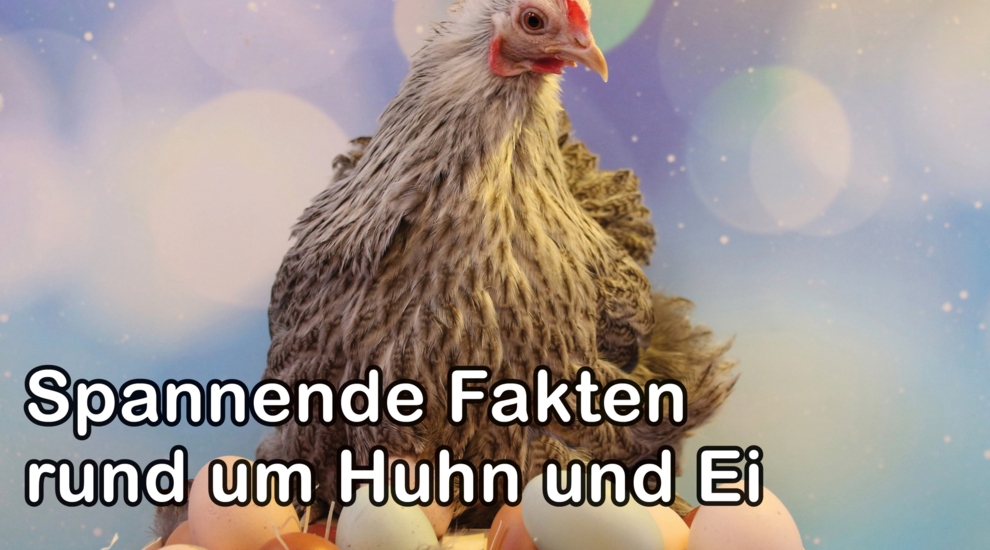 Fakten Ei und Huhn - Aktuelles Zoo Berlin und Tierpark Berlin - Freunde Hauptstadtzoos