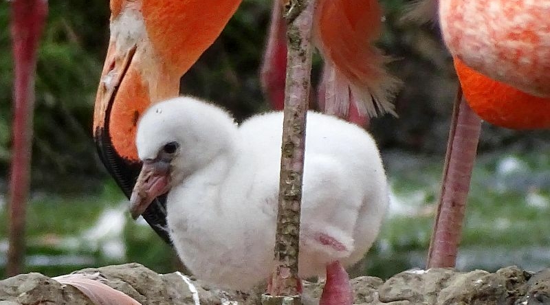 Flamingos im Tierpark Berlin haben Nachwuchs - Freunde Hauptstadtzoos