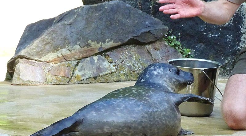Zweifacher Nachwuchs bei den Seehunden im Zoo Berlin trainiert bereits - Freunde Hauptstadtzoos - Helfen