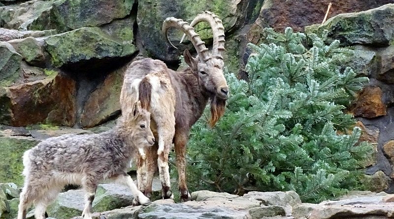 Sibirischer Steinbock im Zoo Berlin - Aktuelles Tierpark Berlin und Zoo Berlin - Freunde Hauptstadtzoos