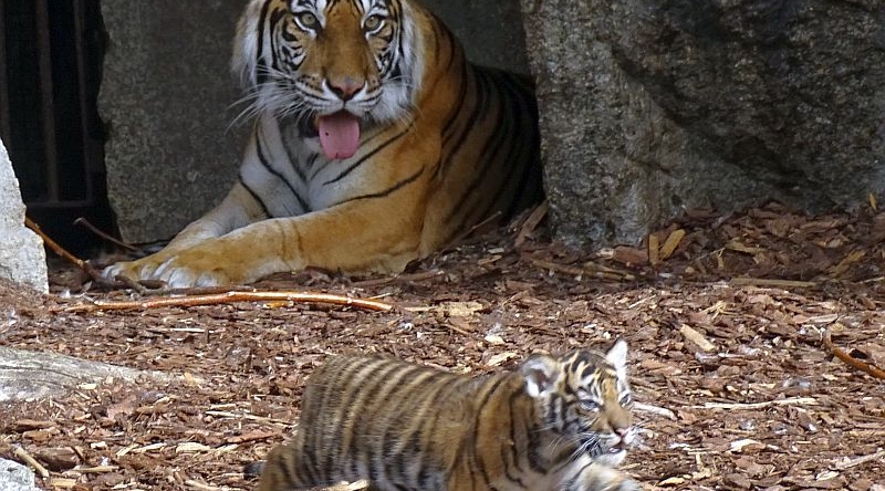 alt-"Sumatra-Tiger - Aktuelles Tierpark Berlin und Zoo Berlin - Freunde Hauptstadtzoos - Förderverein"