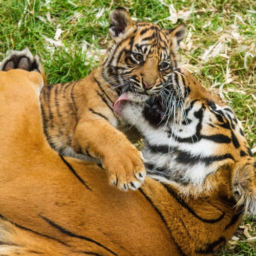Sumatra-Tiger - Artenschutz - Freunde Hauptstadtzoos - Helfen