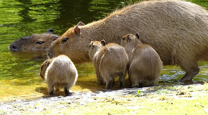 Wasserschweine mit Jungtieren im Zoo Berlin